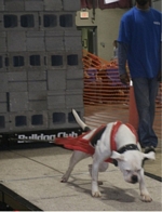 American Bulldog Club